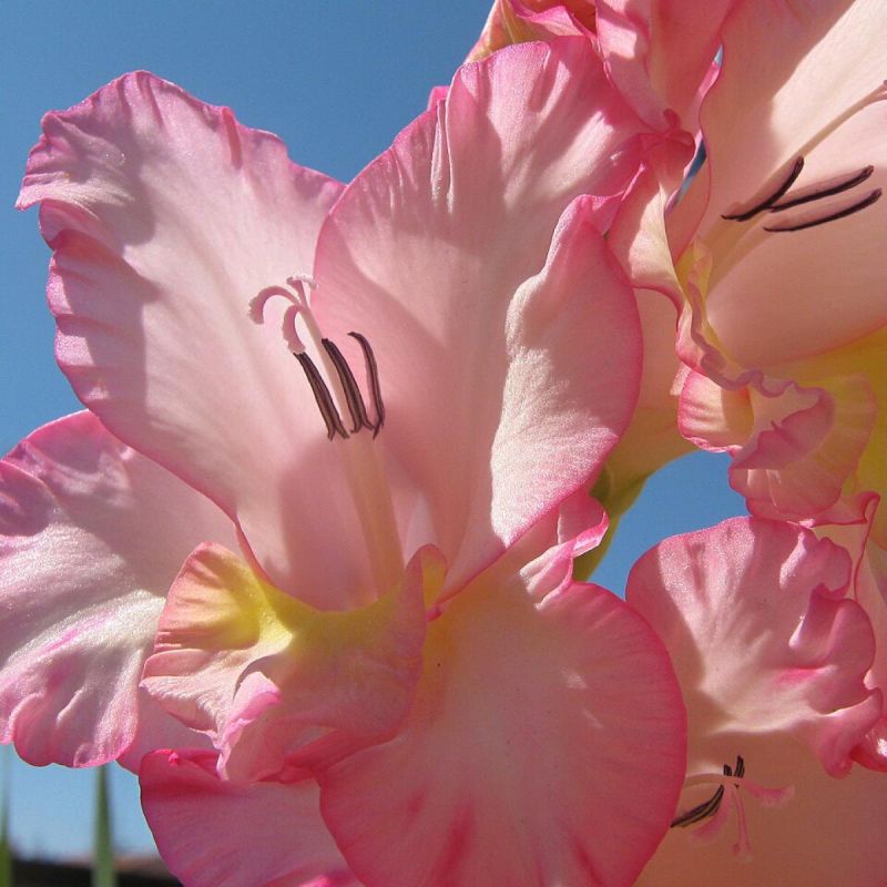 ������� �������� ������� �����������: ��� ��������� ������� � �������� �����