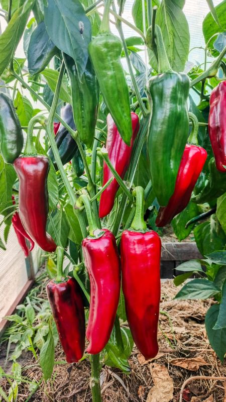 ������� ����� ����������: ��������� ����� ��� ������ �������