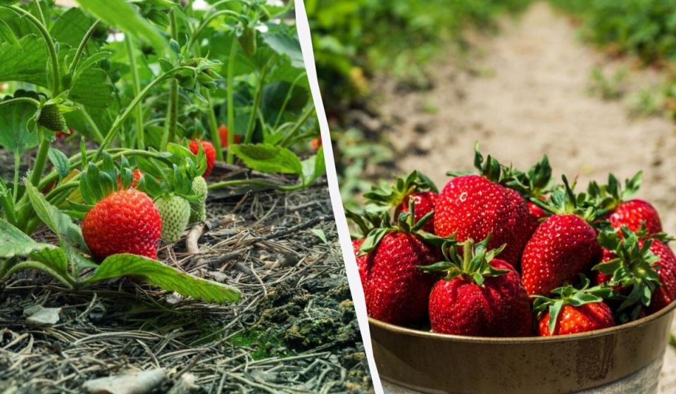 ��� ��������� ��������� �� ���������: ������� ������ ��� ������ ����