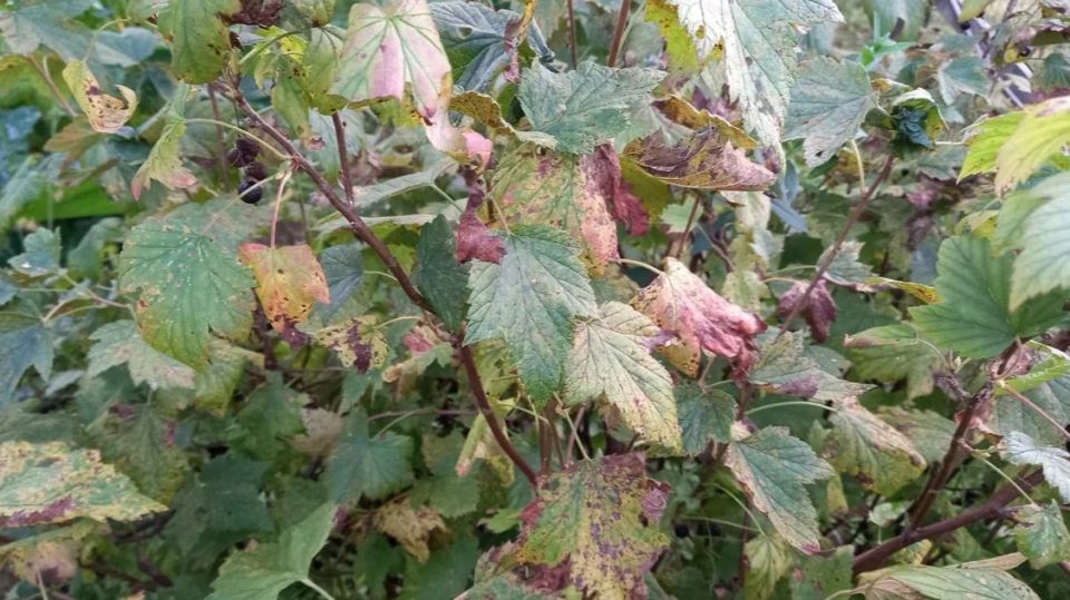 ������ ������ � ������ ����� ��� ������� ���������