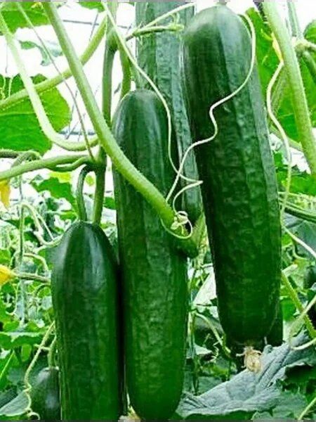 ������ �����: ������ ������������� ������ � ����������� ������