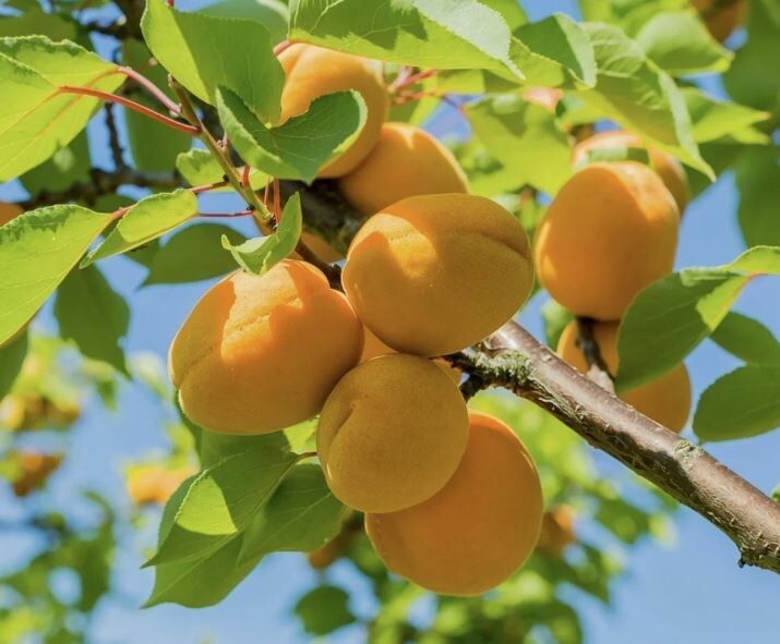 ������ ������� ��������: ������� ��������� ����� � ��������� ������