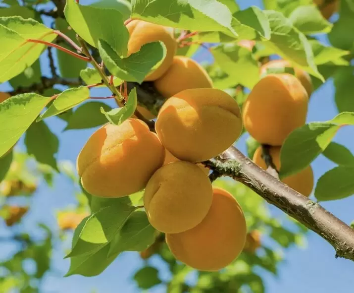 Летняя обрезка абрикоса: секреты успешного ухода и обильного урожая