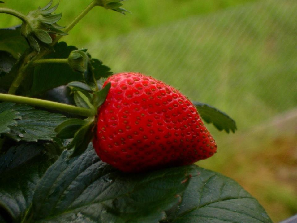 �������� "��������": ������� ������� ������� � ����� ��� 2026 ����