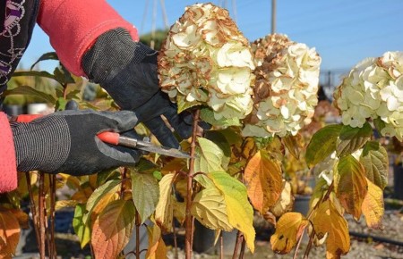 Как правильно обрезать гортензии осенью: три универсальных схемы