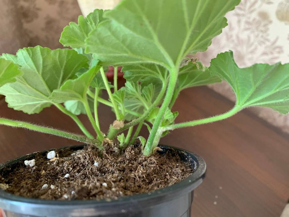 ���������� ����� ������������ ����������