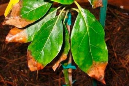 ������� ���������� ������� �����