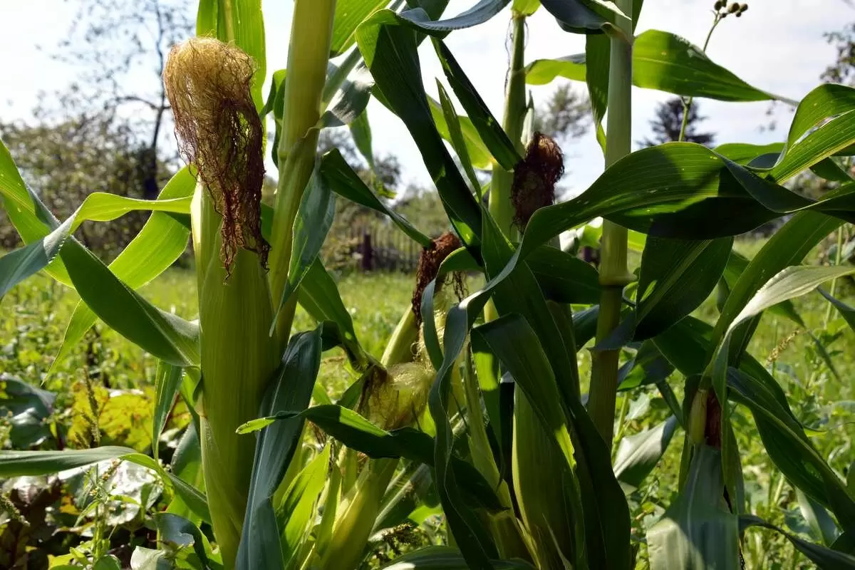 Советы по успешному выращиванию сахарной кукурузы для вашего огорода