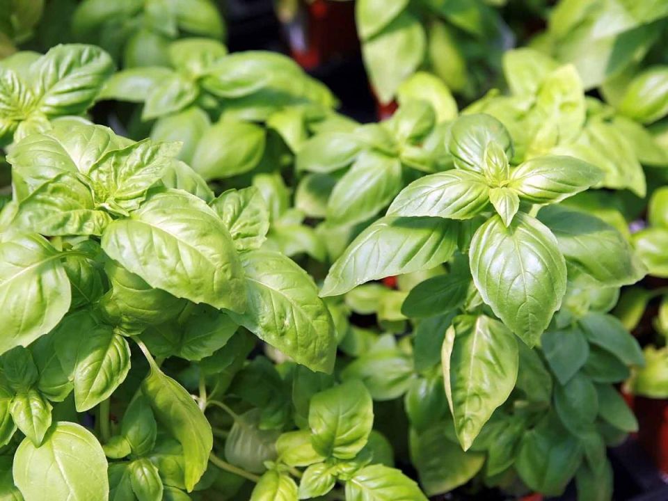 ��� ������� ����� ������ �������� � ������� ����