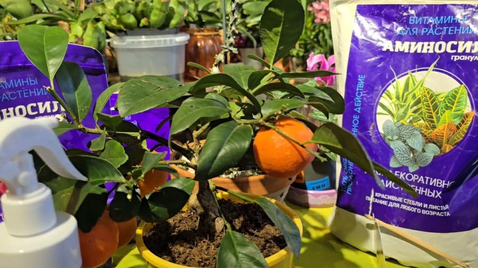 ��� ��������� ���������� ���������� ������: ������ ��� ��������