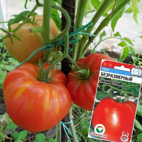 ����� �������: ��� ��������� '������������'