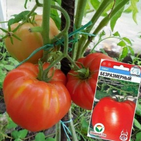 Тайны томатов: как вырастить 'Безразмерный'