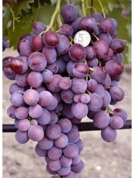 ���� ��������: ���������� ��������� �������� � ������ �������