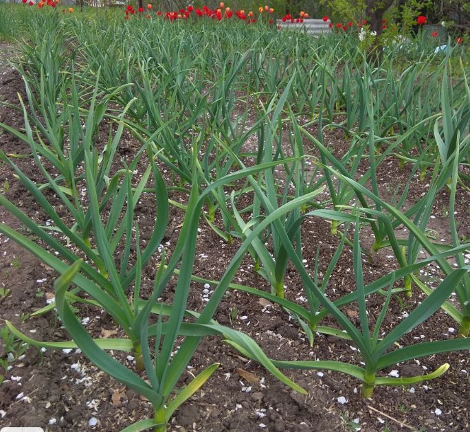 ��� ���������� �������� � ������� ������ ���� � ������� � ����� ������