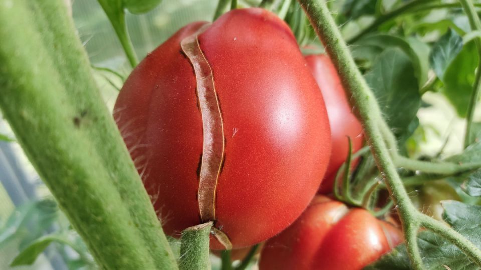 ������ �������� ����������: �������� ������� � ������� ��������������