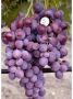 Заря несветая: уникальный мускатный виноград с ранним урожаем