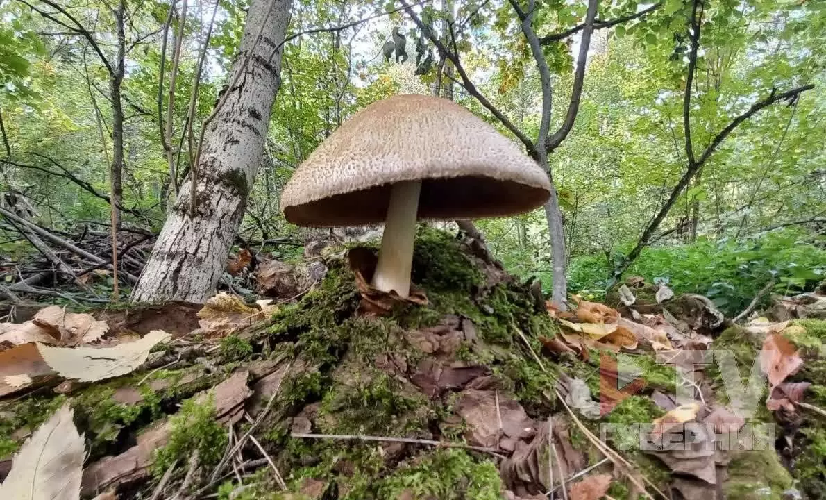 Воронежские леса: редкий гриб, занесённый в Красную книгу, привлек внимание