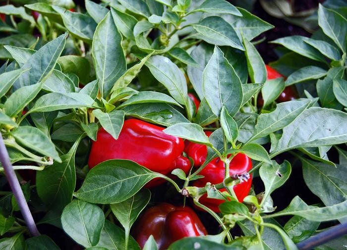 ����� ��������� ������: ��� ���������� ����� ��� ���������� �����