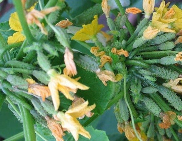 ����� ����� ������� ������� ��������, �� ������ ���: ����������� �������