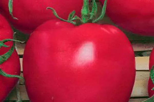 Выращивание томата Галактика: секреты успеха и привлекательные качества