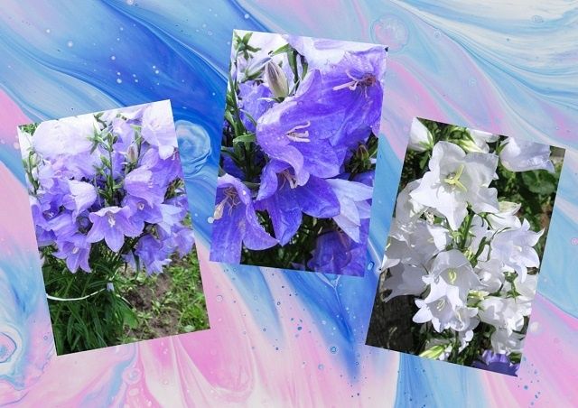 ��� ����������� �������������� ���������� ��� � ���������