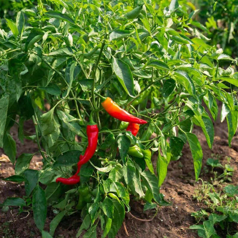 ������� ������� ������ ����� ��� �������� �����������