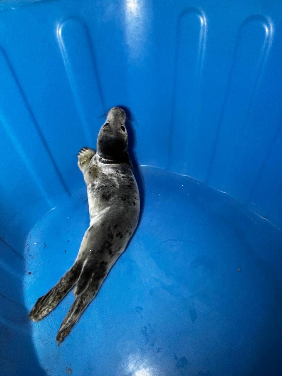 Детёныша тюленя спасли в Санкт-Петербурге