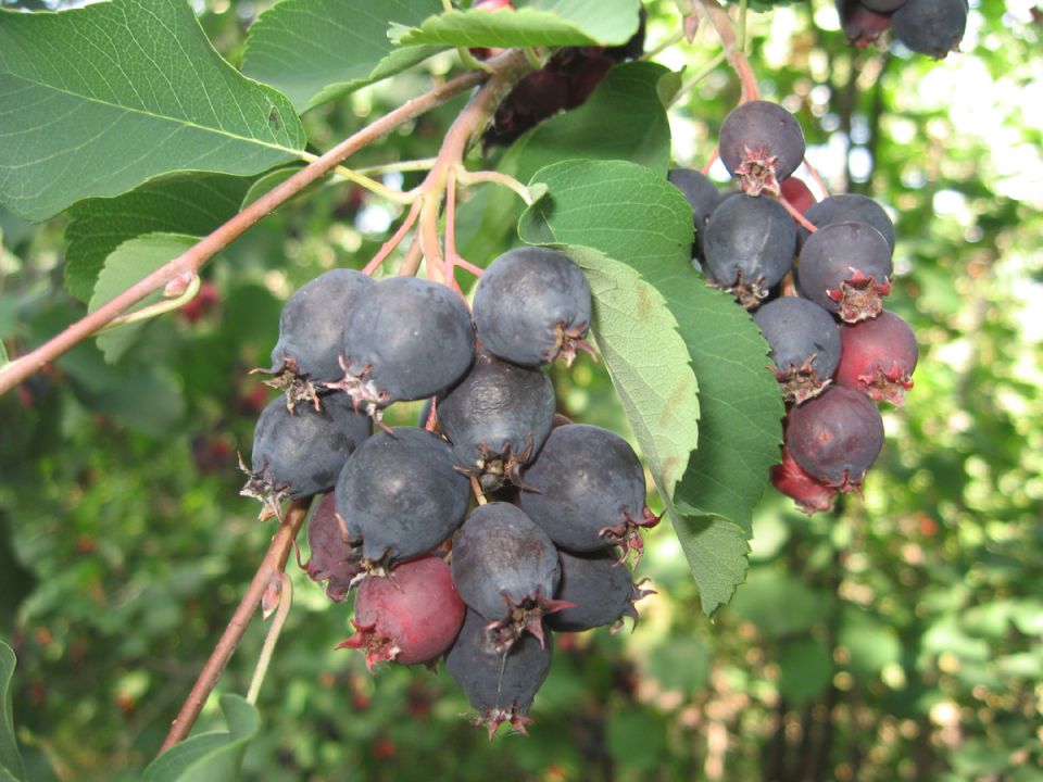 ����: ������������ ������� �����, ������� ����� �������� � ��������������