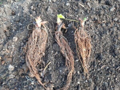 ��������� ��������� �����: ������� ������� � ����� �� ��������� �������