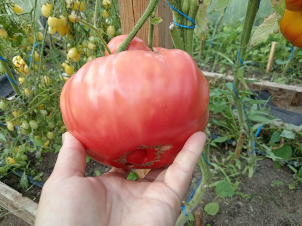 �������� ��� ���� ��������� ����������� �����: ��� �� �������� ������� � ������ ���������