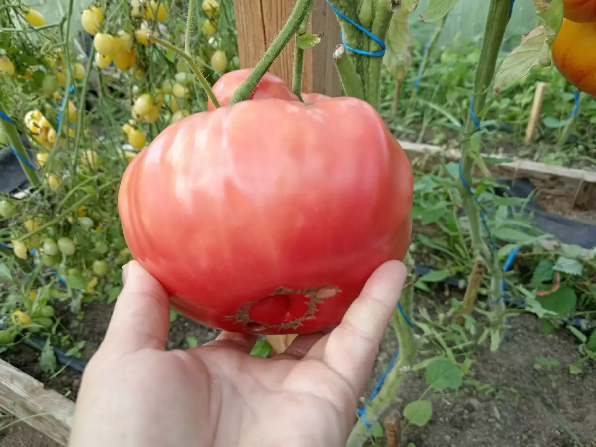 Откройте для себя малиновый минусинский томат: как он завоевал огороды и сердца садоводов