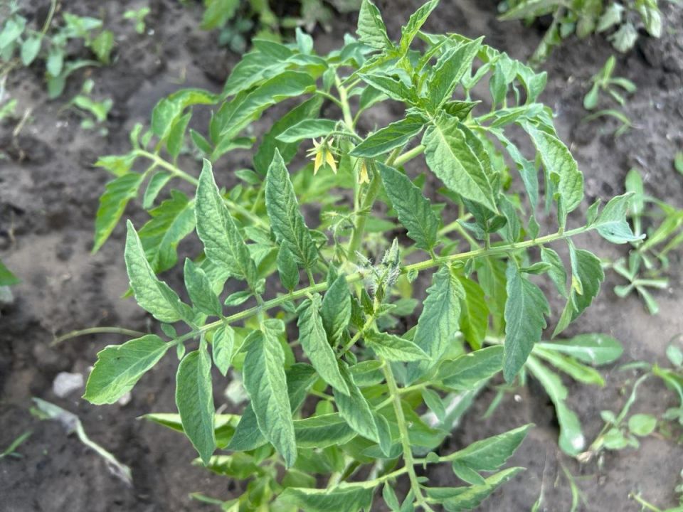 ��������� �������� ������ ��� �������