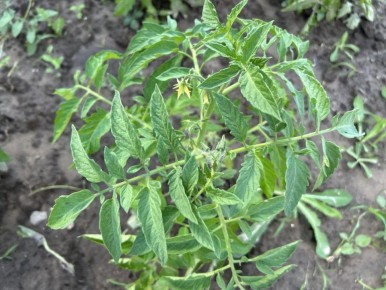 ��������� �������� ������ ��� �������