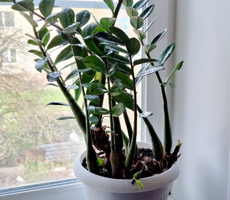 ������������: ������� �������� � ��������������� �������������