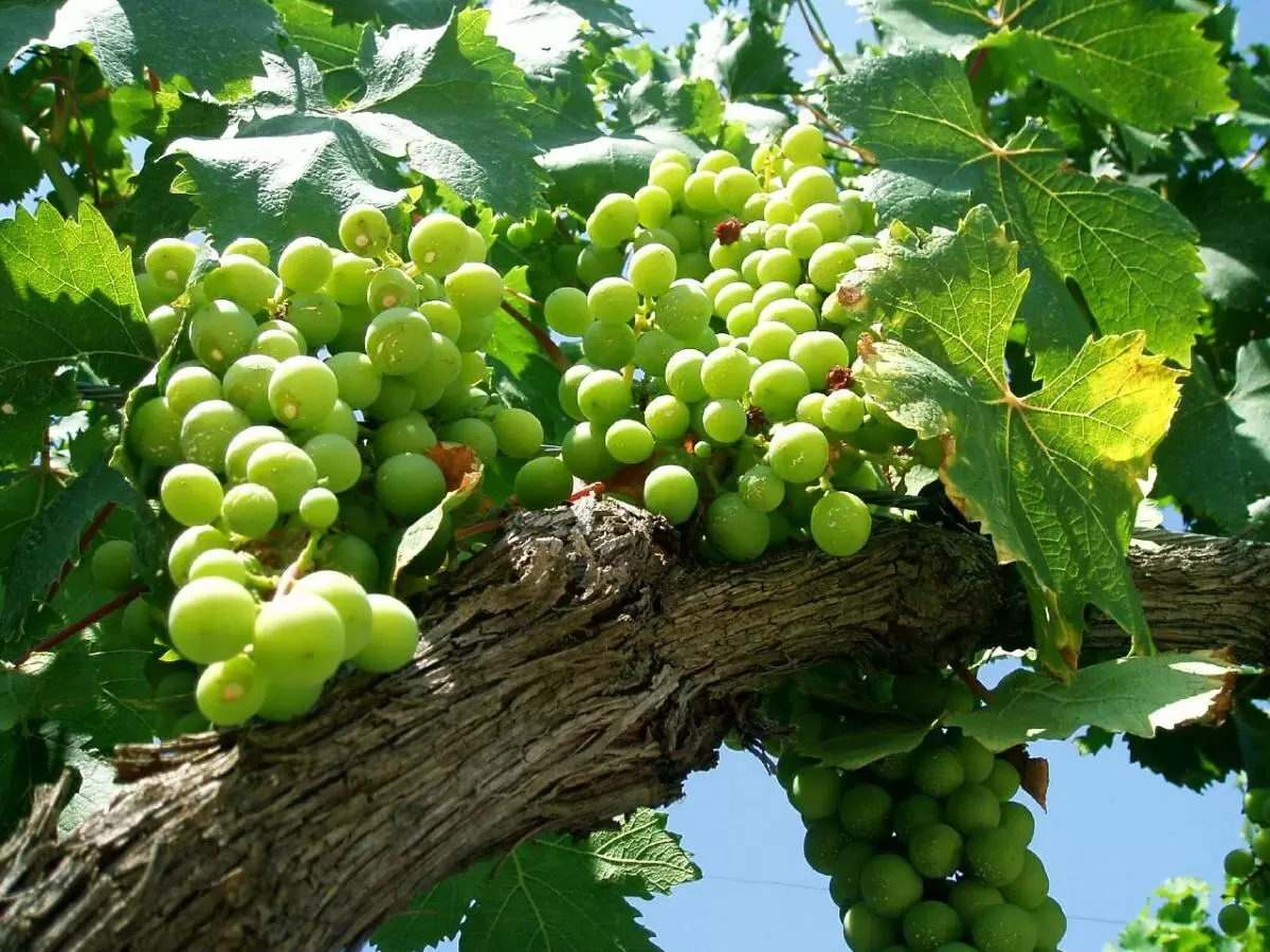 Как весной позаботиться о винограде, чтобы насладиться щедрым урожаем