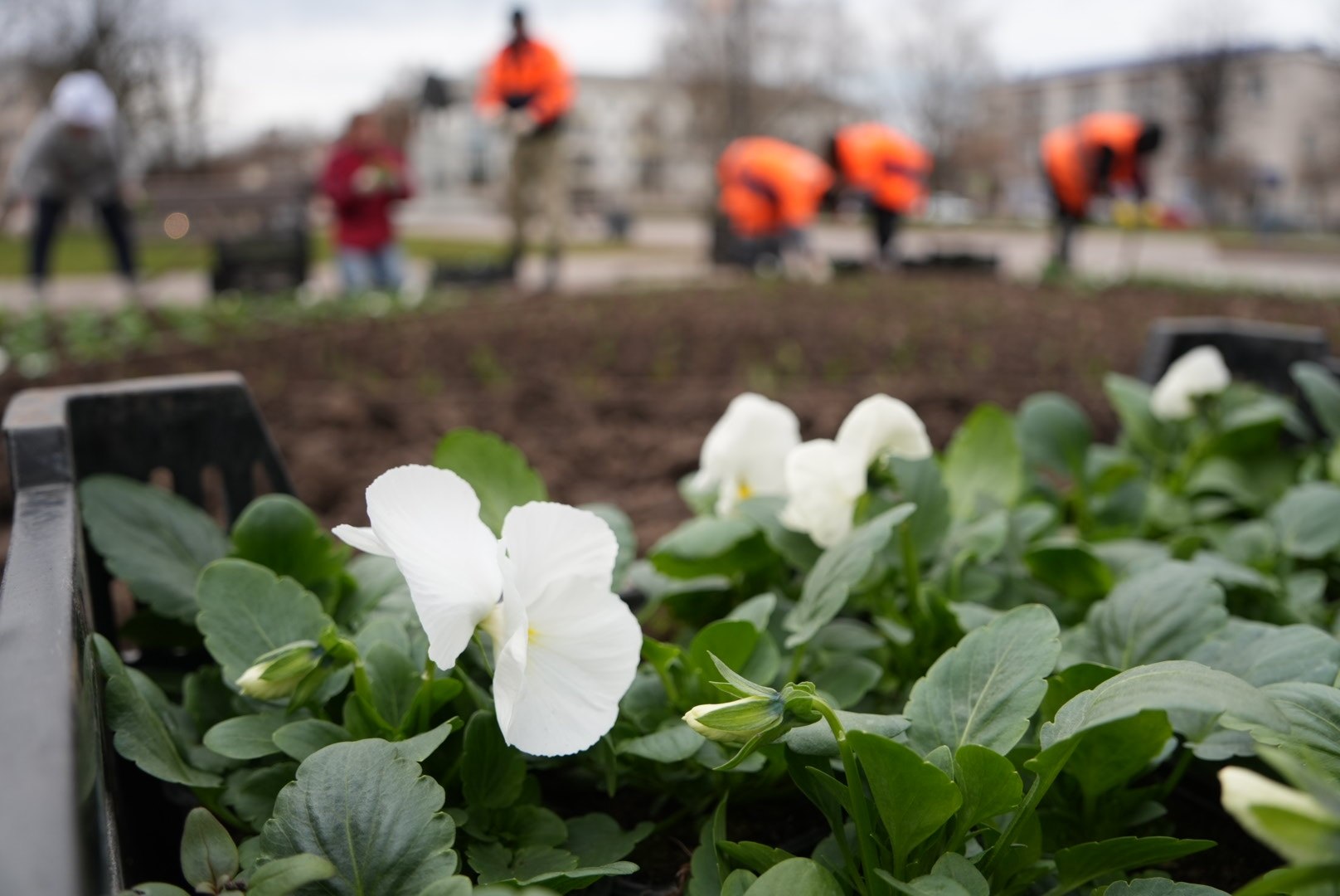 Стартовал сезон весеннего озеленения Стартовал сезон весеннего озеленения