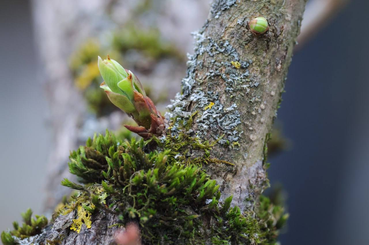 «Весной, когда еще не надоели тепло и однообразия зелень полей, когда все ново и дышит свежестью, кому не интересно слушать про золотистых майских жуков, про журавлей, про колосящийся хлеб и журчащие ручьи?» (из рассказа...