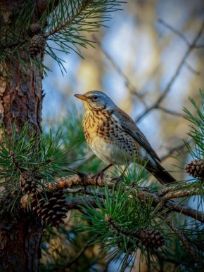 ������ ����, �����������!. ������� 15 ������, �����