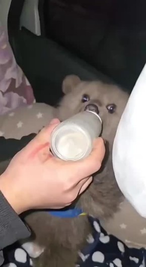 Трехмесячного медвежонка-сироту спасли в Северной Осетии