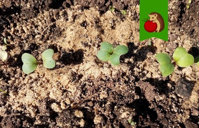 ��� �������� ��� �� �������: ���� ����������� ��������