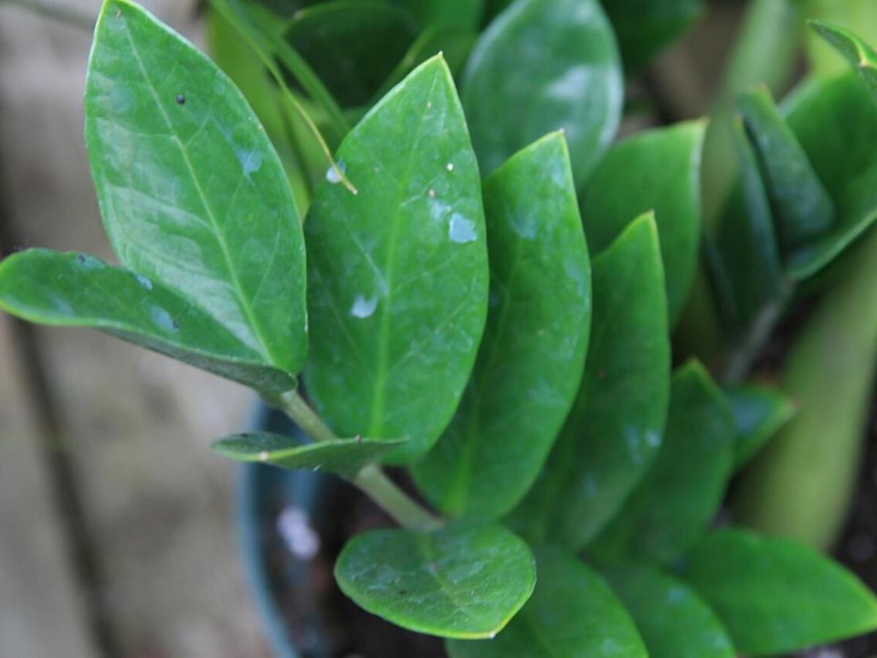 ��� ������� ����� �������������: ������� ��������� �����