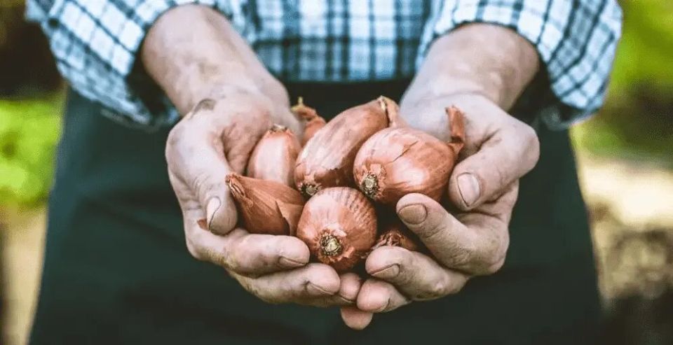 ��� �������� ��� �� ����������: ���������� � ���������