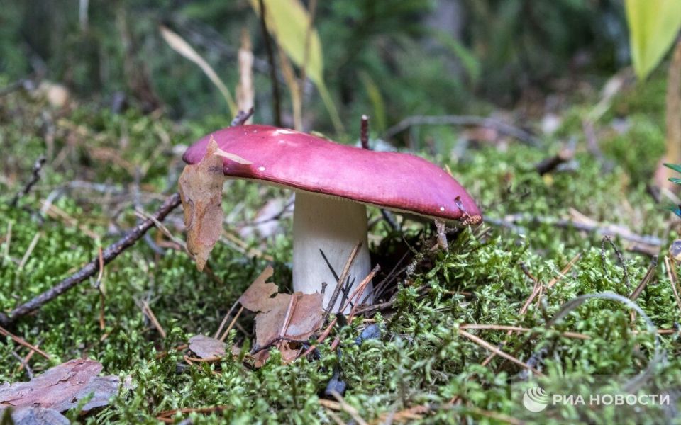 ������ �������� ����� ��������� � �����������