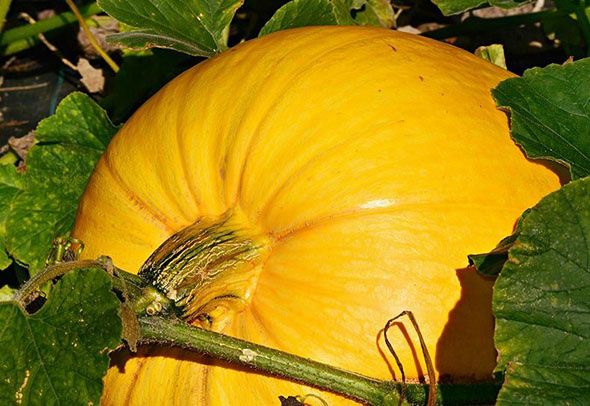 ����� ��� ����� ������: 35 ������, ������� ����� �����������