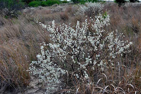 ����� �������: ���������� ��������� ������� � ������ ��� ������ ����