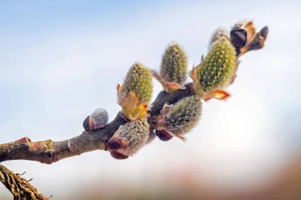 ������ ����, �����������!. ������� 17 ������, �������