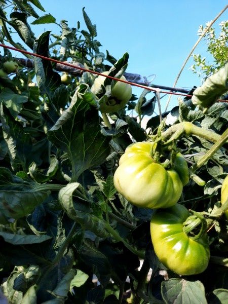 ����� � ����������� ������� � �������