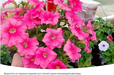 ��� ����� � ������ ��������� ������� �� �������� ������