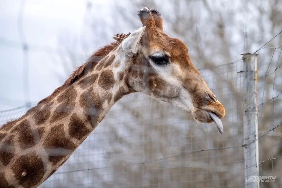 ��� ����� � ������ ��������������� ������ ����� �������� � �����������
