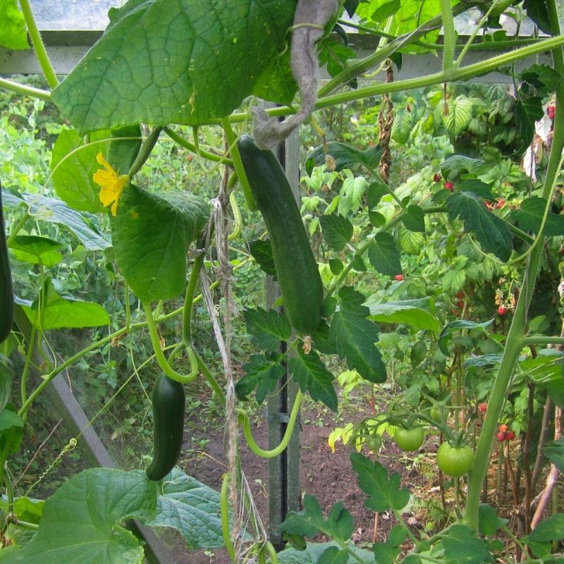 ������� ��������� ����������� �������: ������� ��� �������� �������